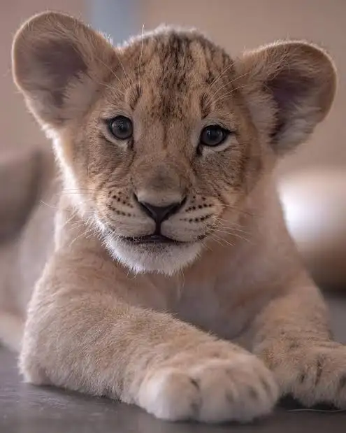 The Roar from Within